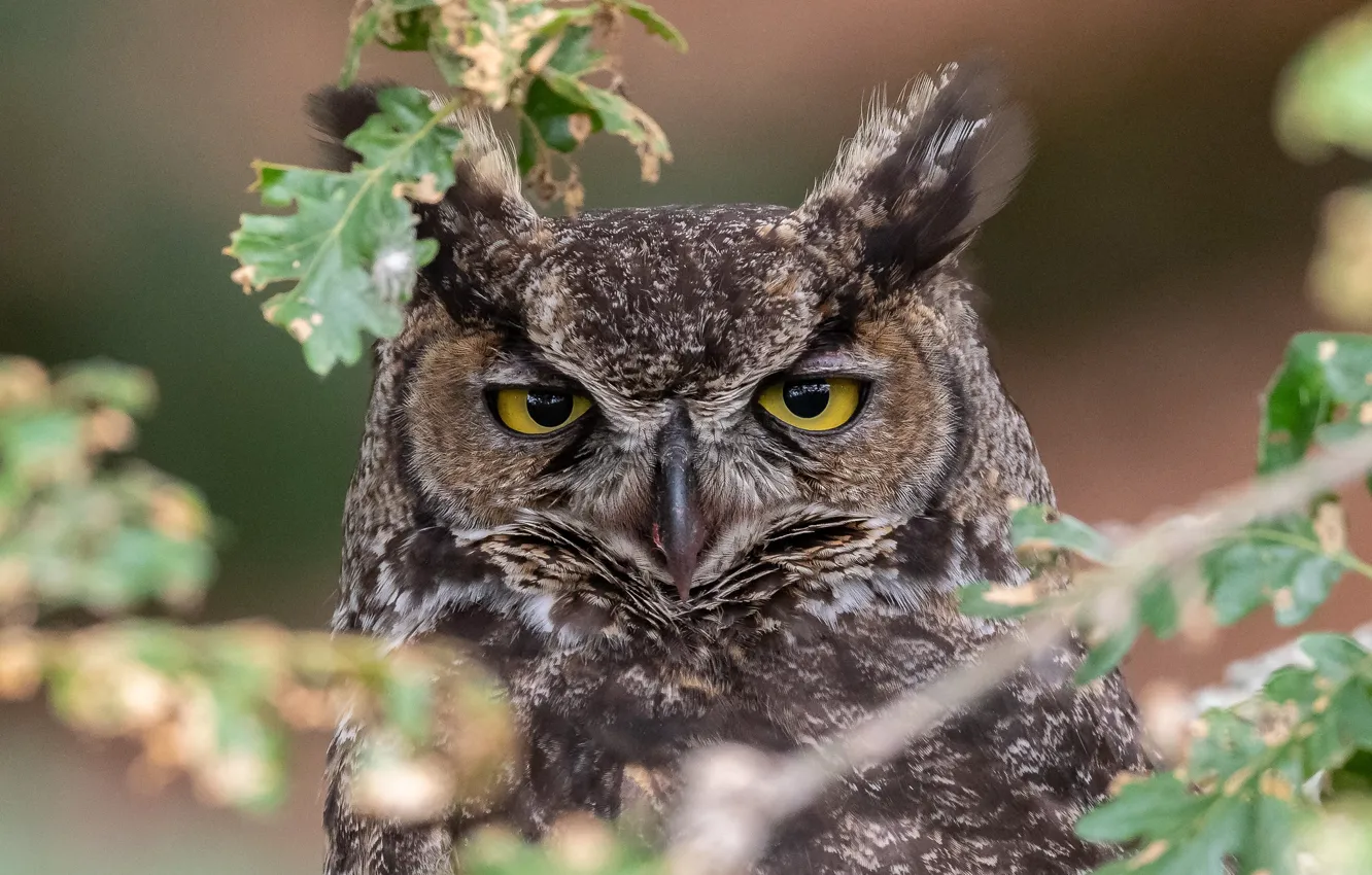 Photo wallpaper look, leaves, owl, bird, owl