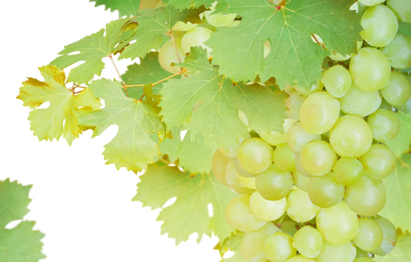 Photo wallpaper grapes, bunch, grape