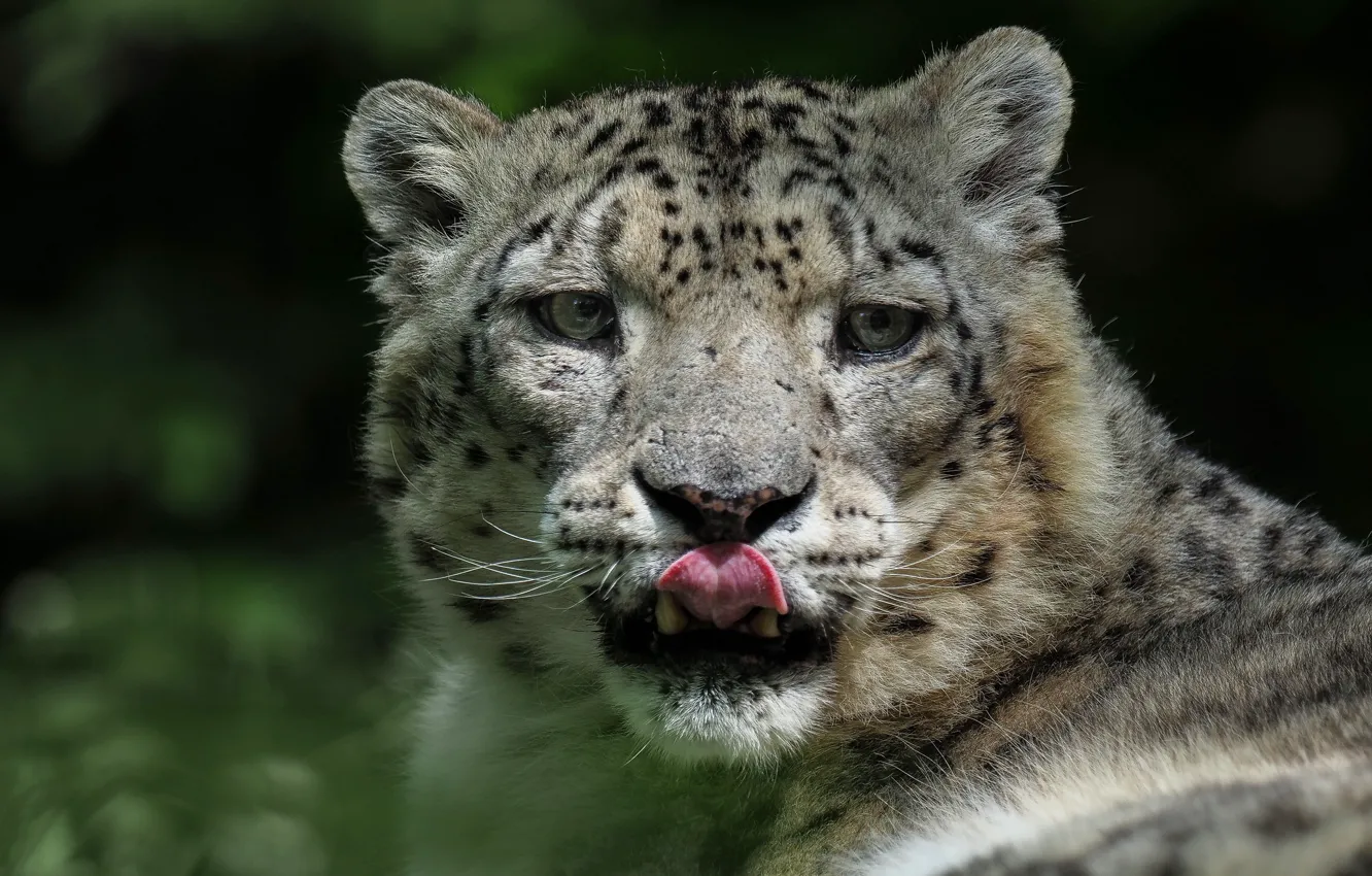 Photo wallpaper language, look, face, light, background, IRBIS, snow leopard, licked