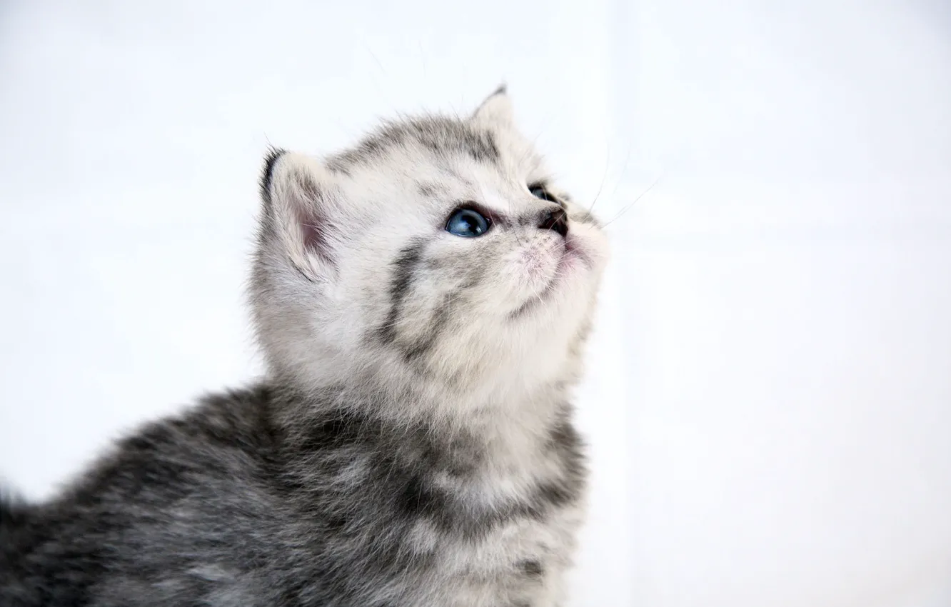 Photo wallpaper cat, cute, kitty