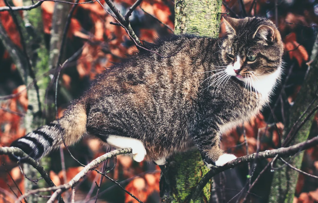 Photo wallpaper cat, cat, tree, on the tree, Kote, cat