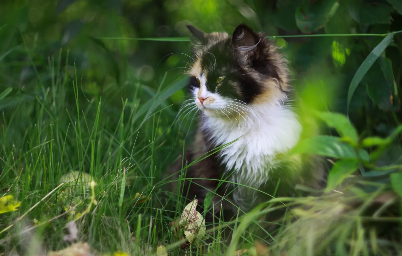 Photo wallpaper grass, cat, spotted