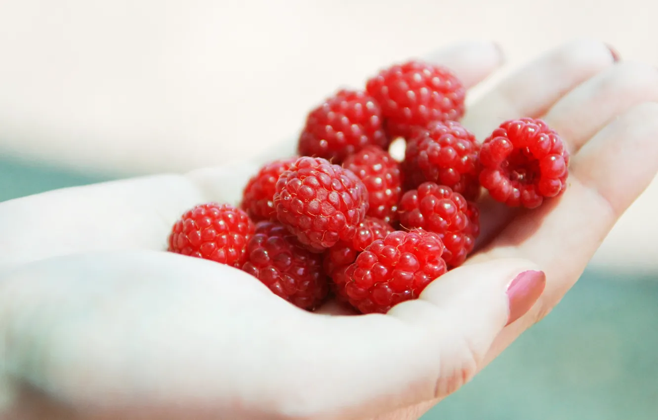 Photo wallpaper summer, berries, raspberry, background, food, hands, harvest, fingers