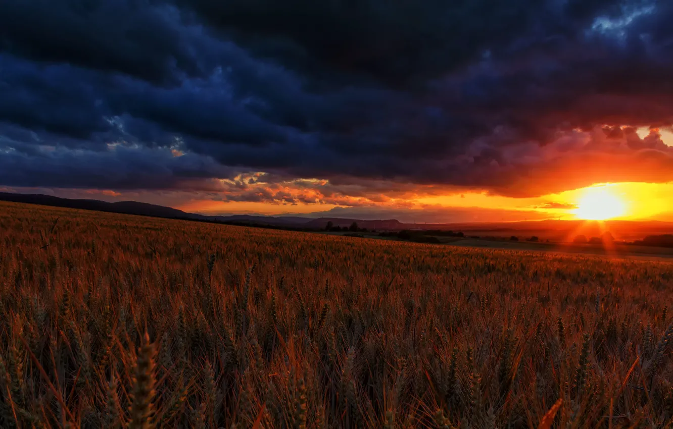 Photo wallpaper field, the sky, the sun, rays, sunset, clouds, ears