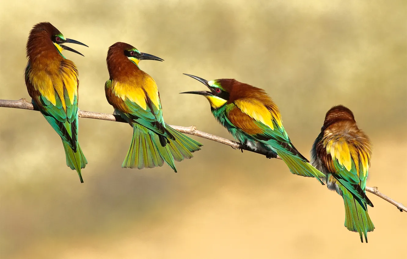 Photo wallpaper birds, branch, bee-eaters