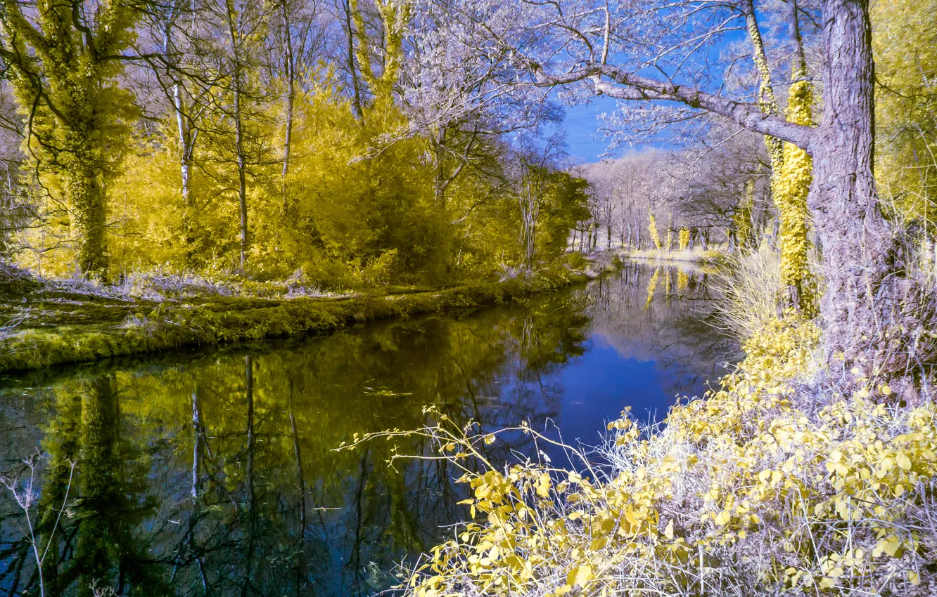Photo wallpaper trees, landscape, river