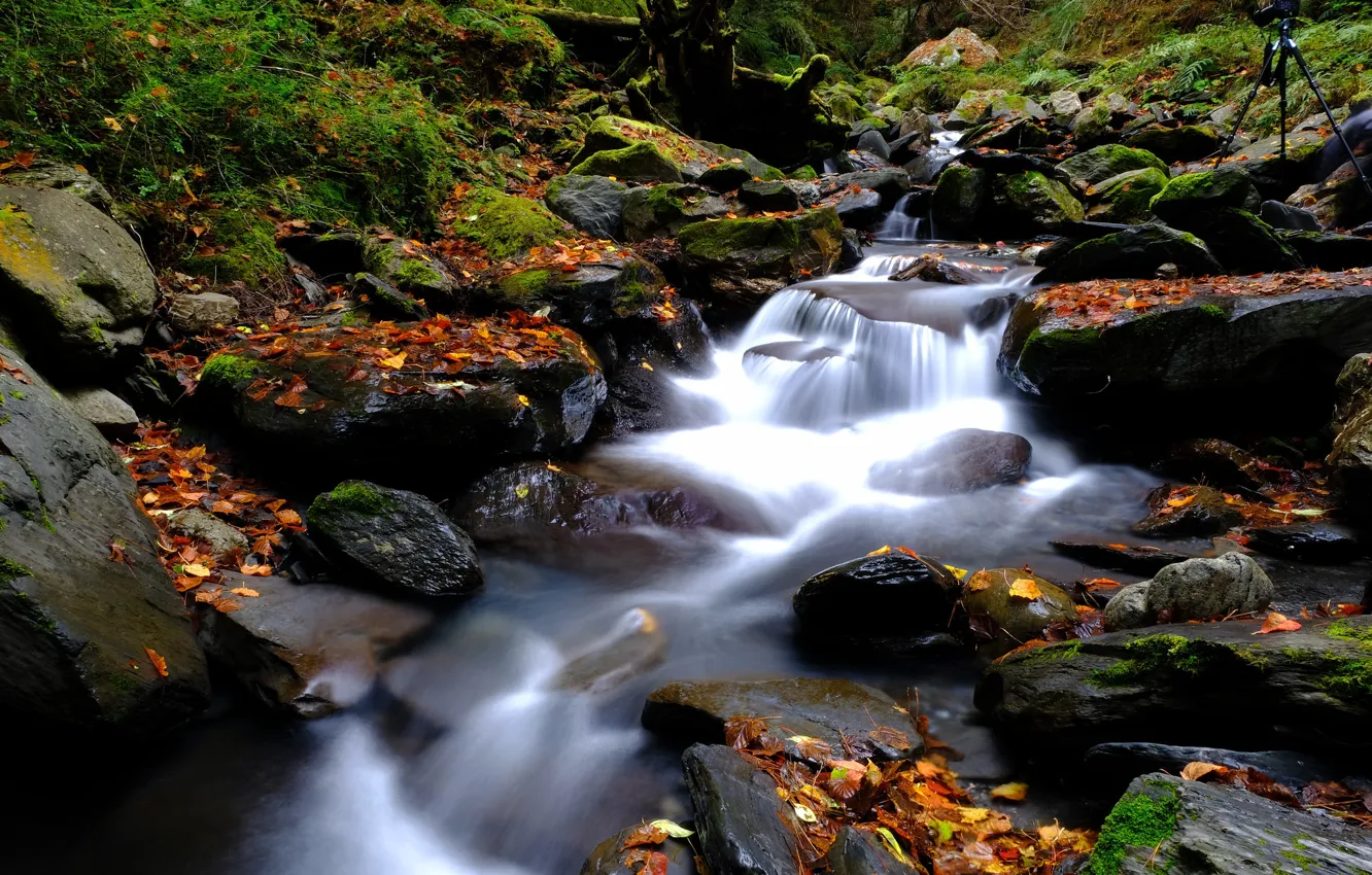 Photo wallpaper Stream, River, Leaves, Stones
