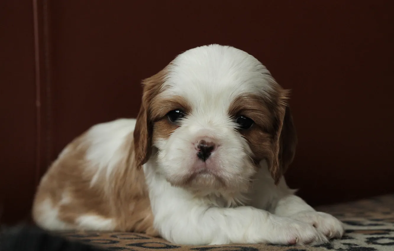 Photo wallpaper red, spot, Bordeaux, cavalier