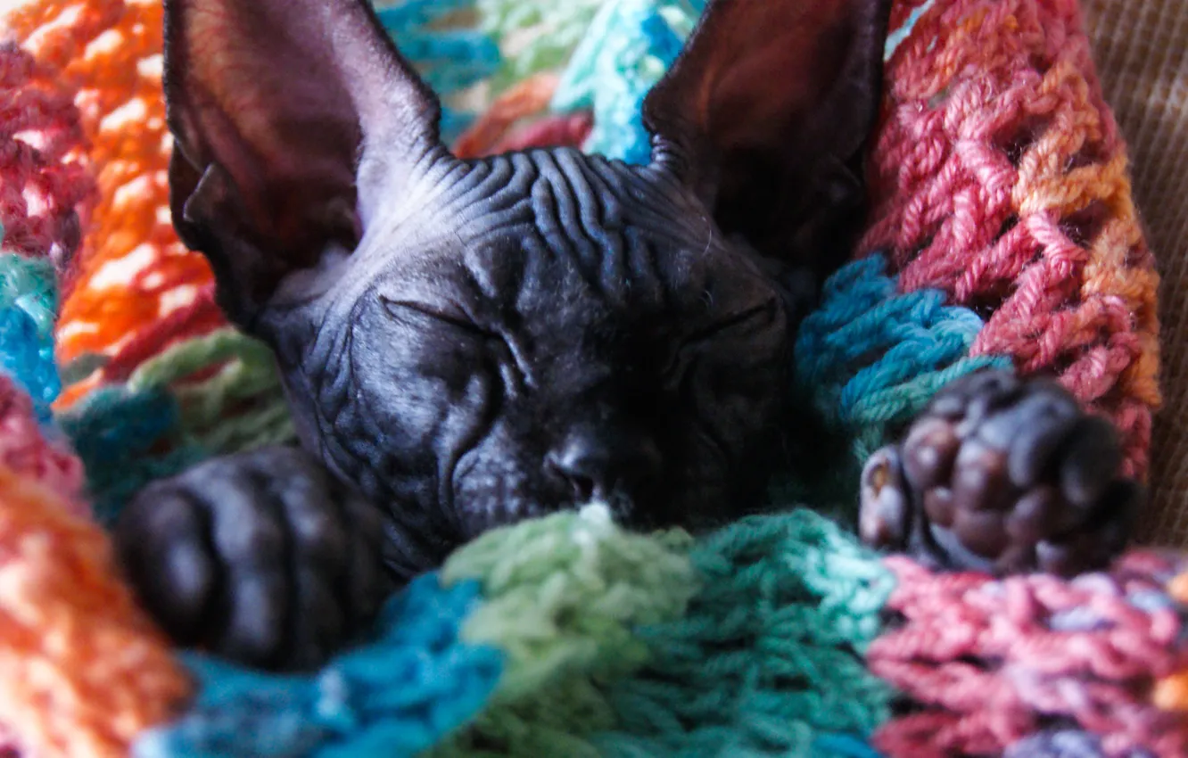 Photo wallpaper cat, kitty, Sphinx, bald kitty, bald cat, Sphinx kitten