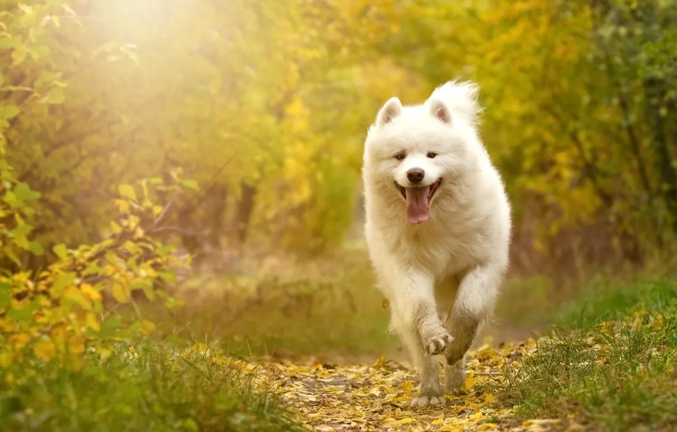 Photo wallpaper autumn, forest, language, white, leaves, branches, nature, Park