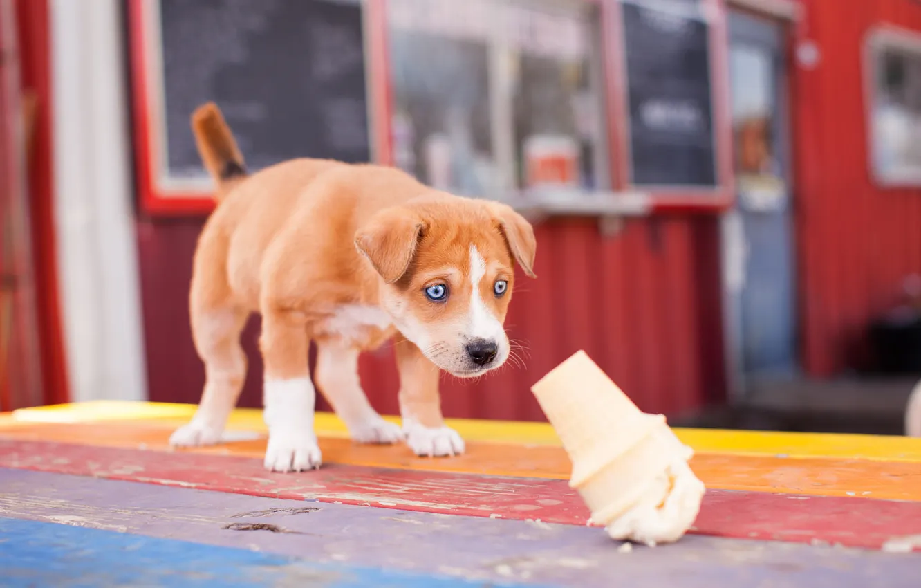 Photo wallpaper look, pose, emotions, Board, dog, ice cream, puppy, face