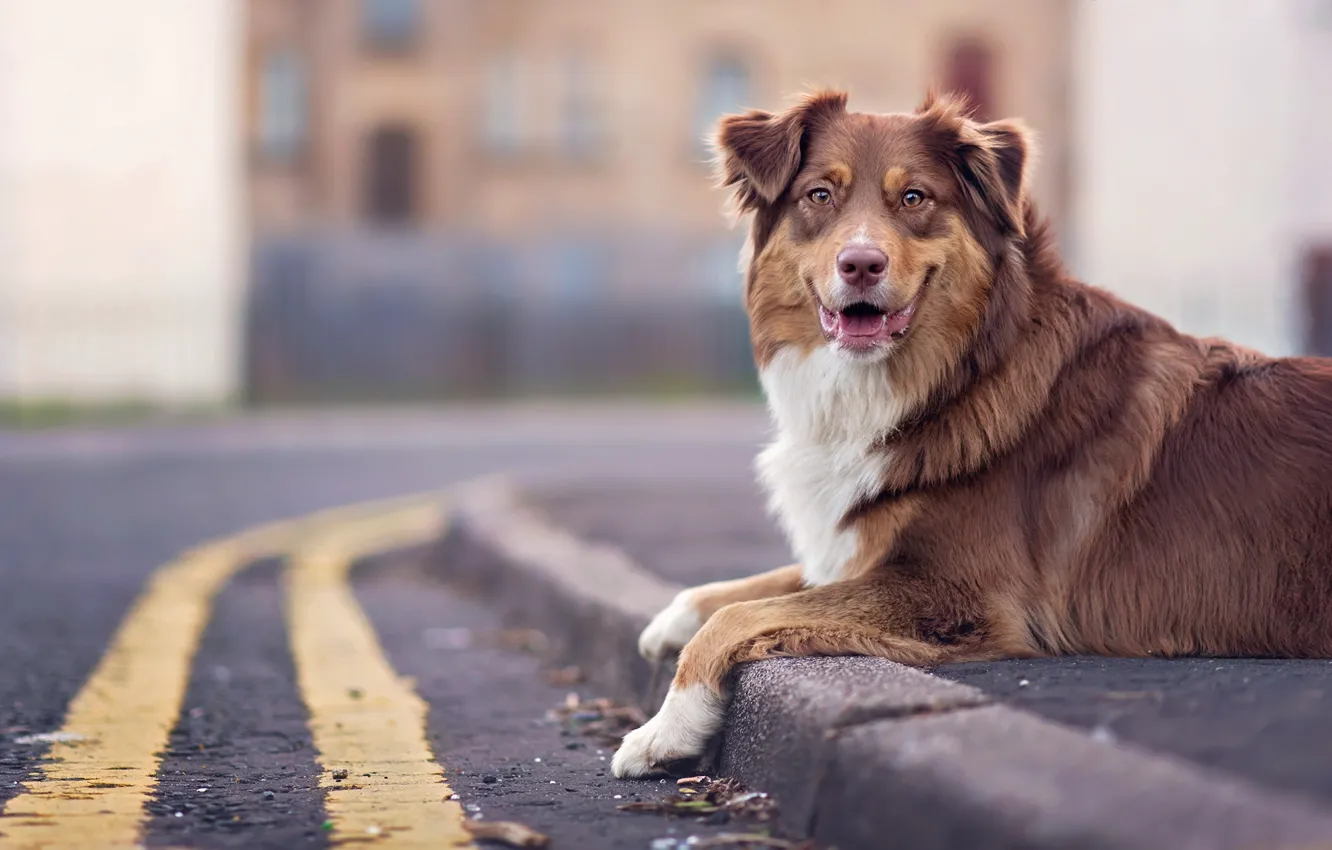 Photo wallpaper look, each, street, dog