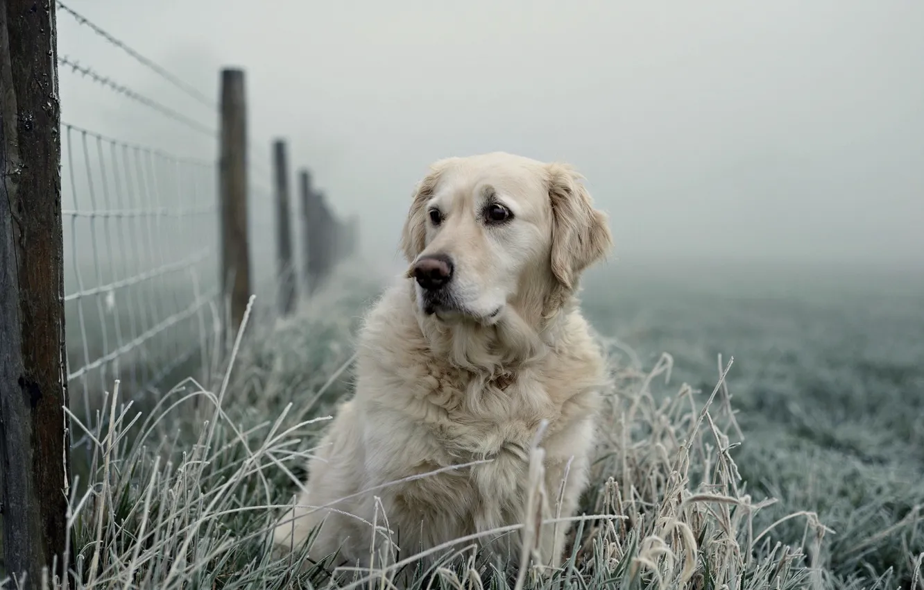 Photo wallpaper look, each, the fence, dog