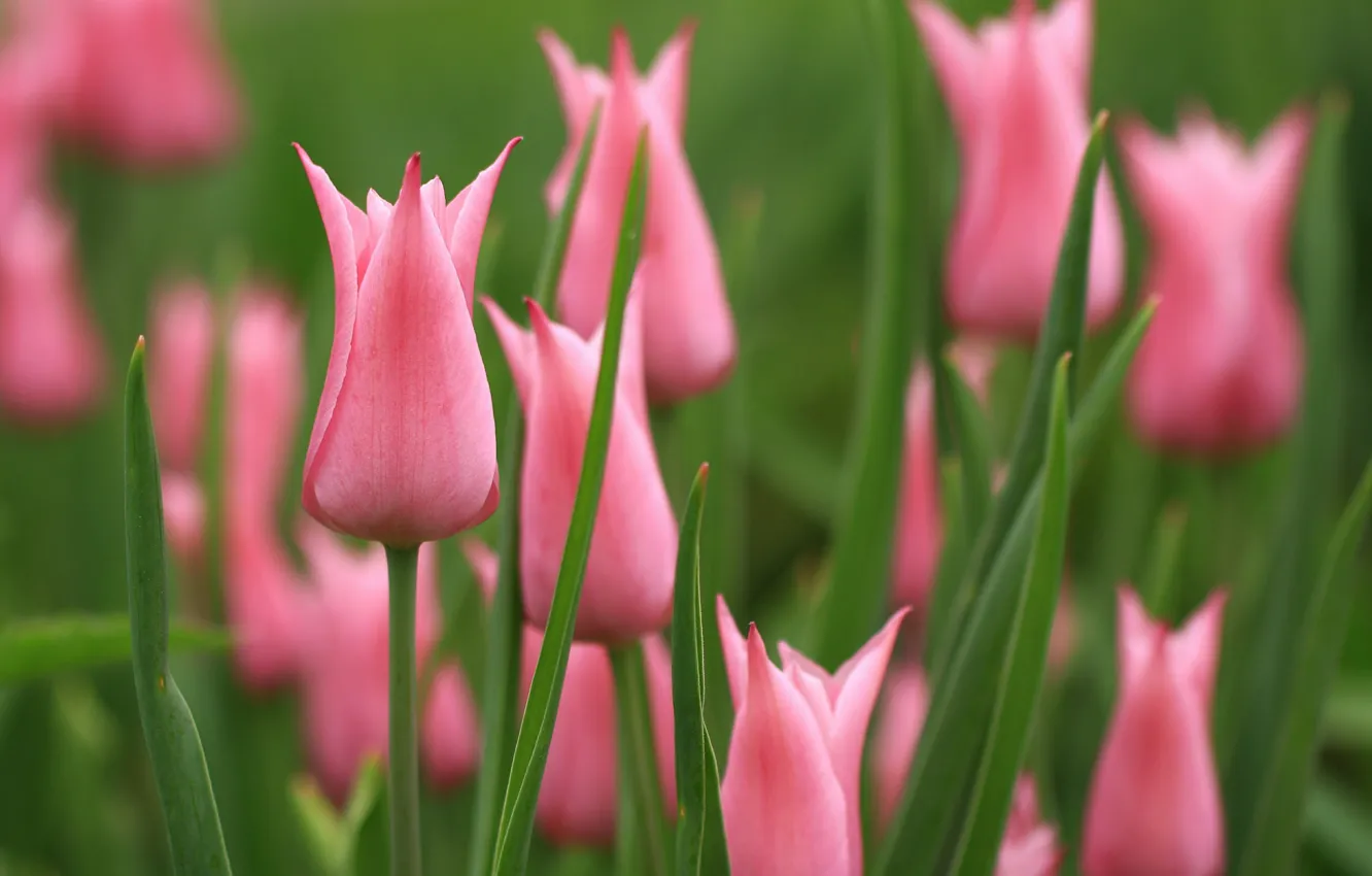 Photo wallpaper tulips, pink, buds
