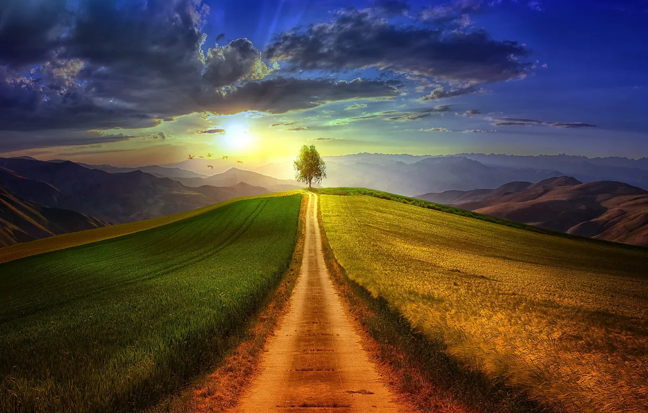Photo wallpaper field, the sun, dawn, hills, path