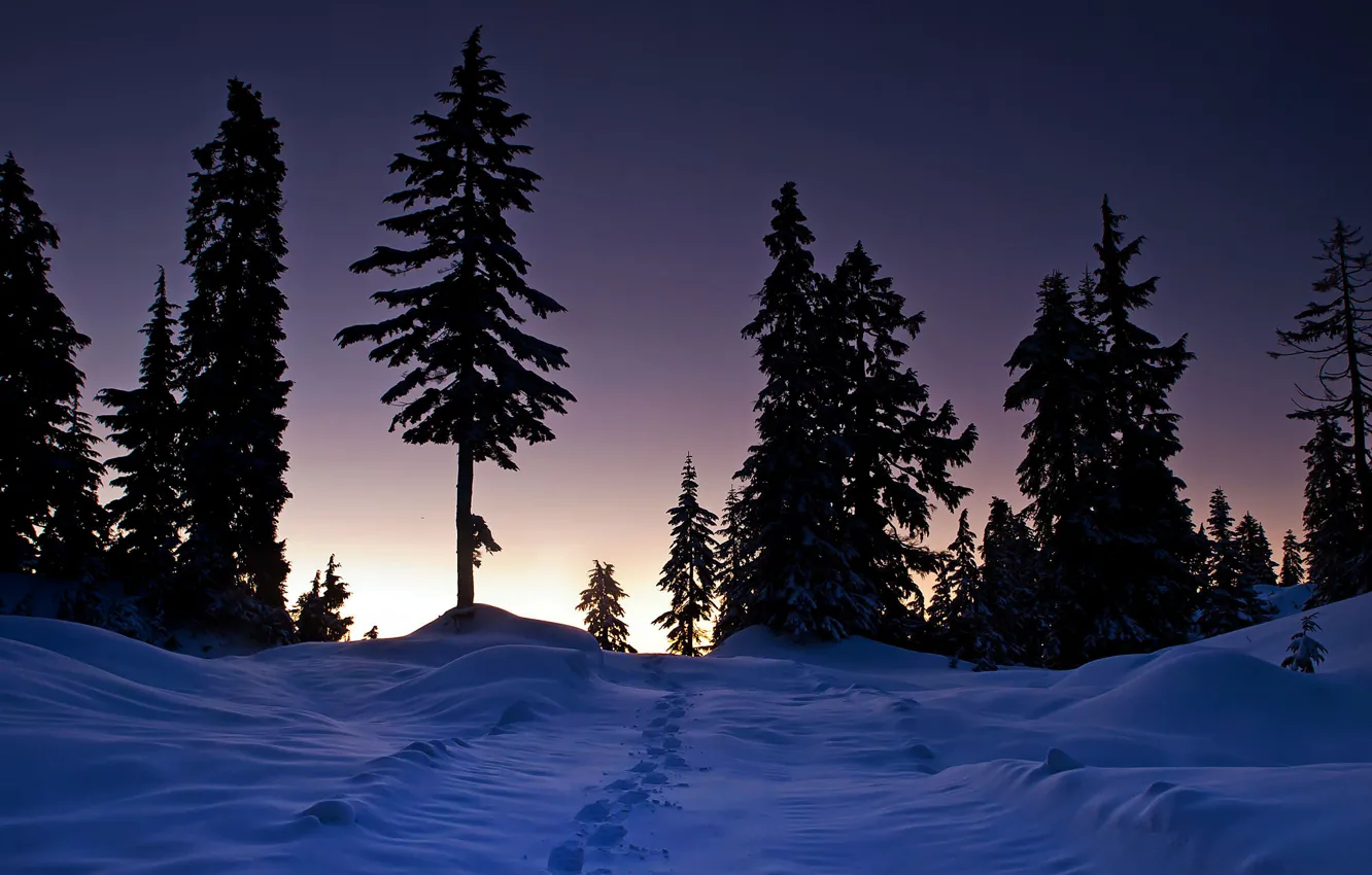 Photo wallpaper winter, forest, snow, nature, the evening