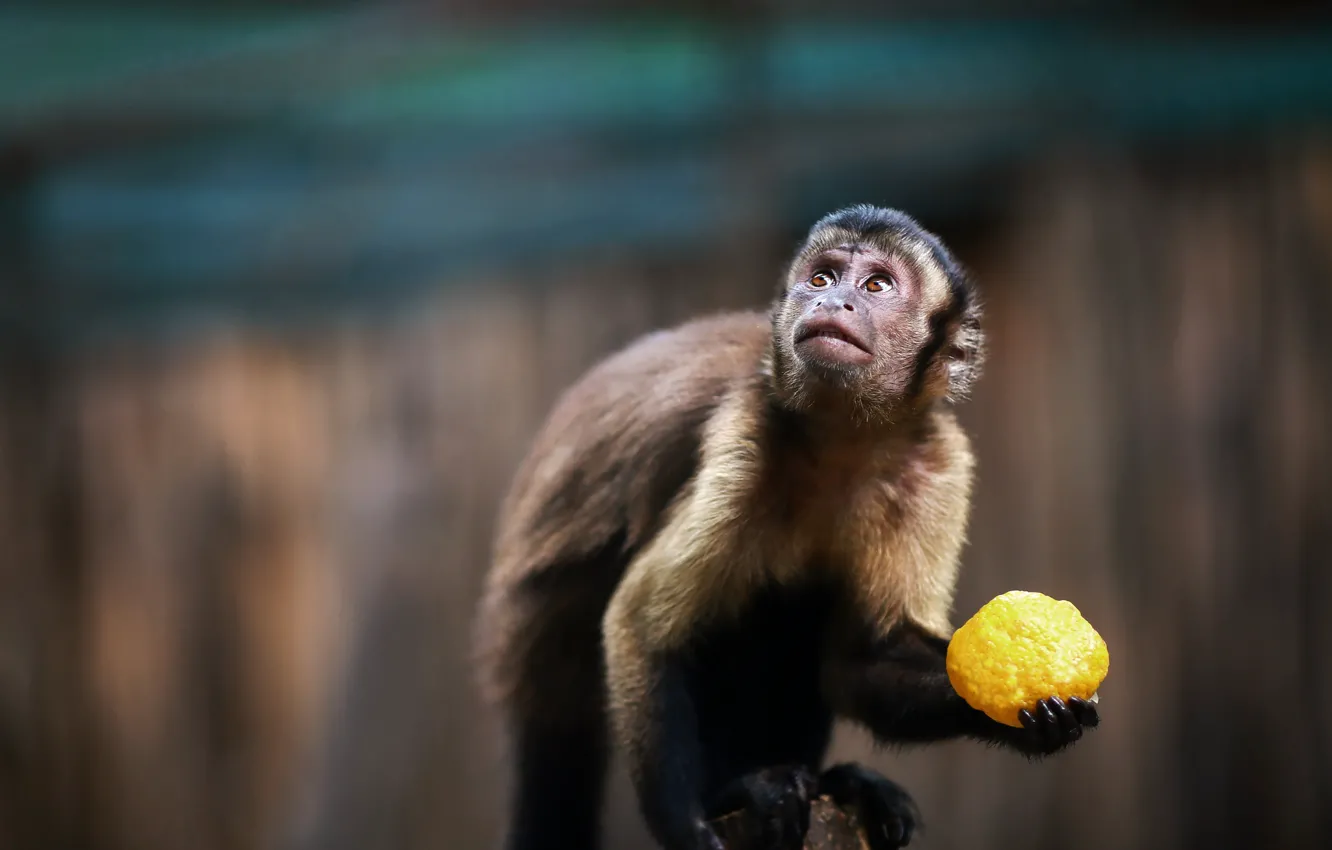 Photo wallpaper animal, monkey, fruit, Capuchin
