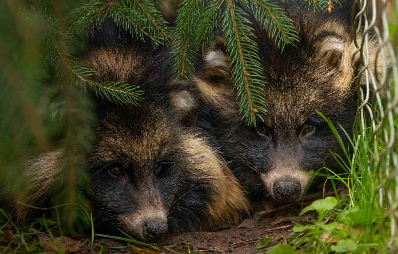 Photo wallpaper face, animal, two, animals, wildlife, wildlife, Danuki, Japanese Raccoon dog