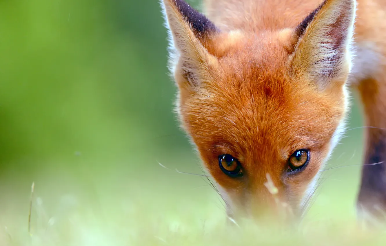 Photo wallpaper eyes, look, Fox, looks, Fox