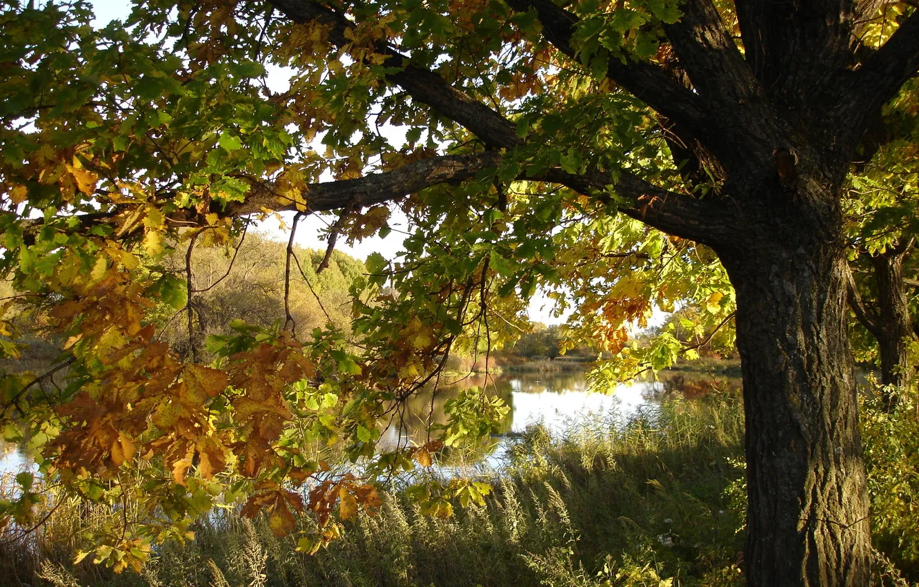 Photo wallpaper autumn, nature, river, oak