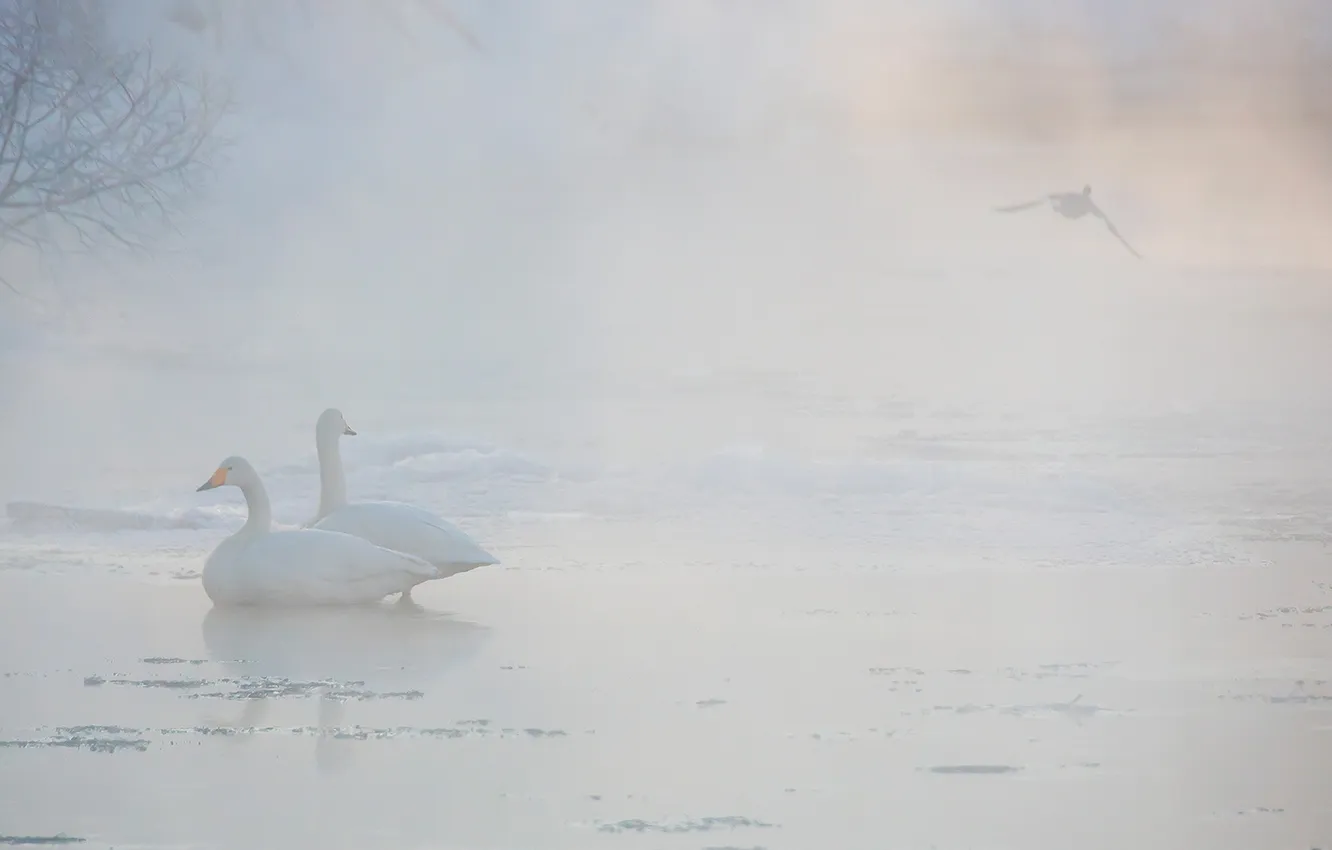 Photo wallpaper birds, fog, swans