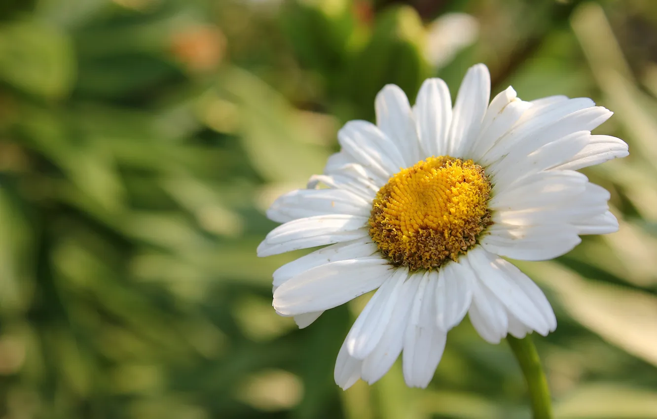 Photo wallpaper white, summer, macro, flowers, plant, chamomile, petals, flowering