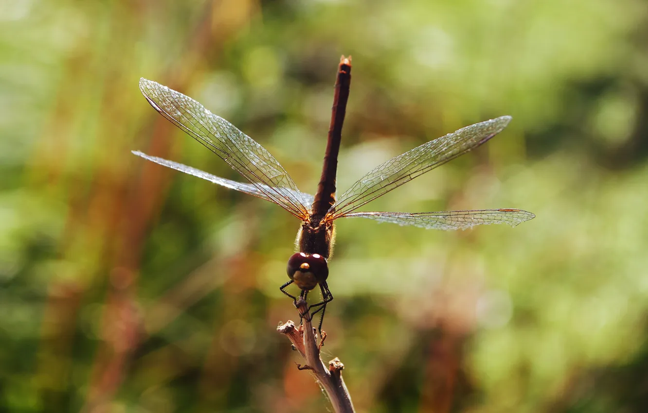 Photo wallpaper wings, dragonfly, insect, wings