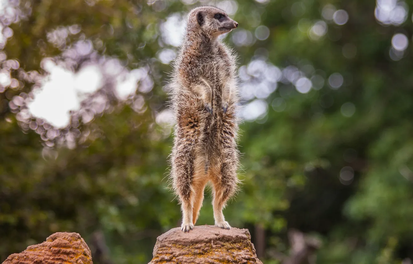 Photo wallpaper look, pose, background, meerkats