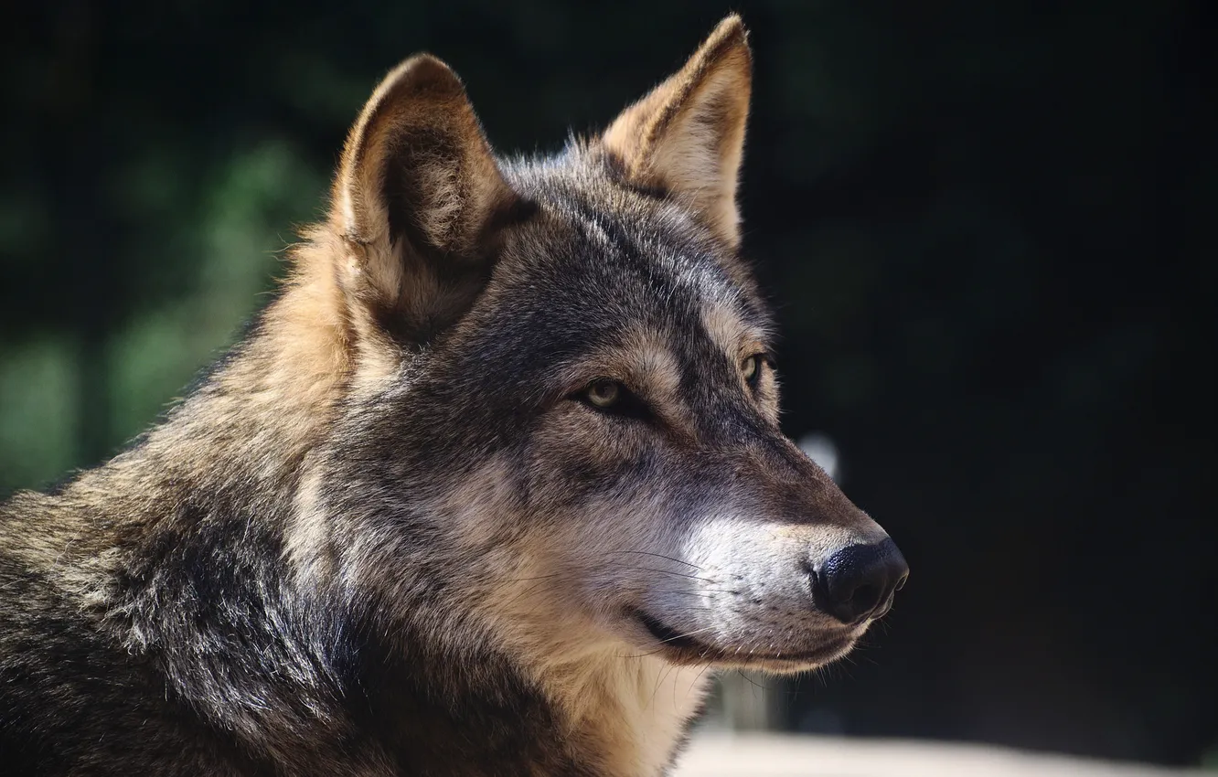 Photo wallpaper look, background, wolf, predator