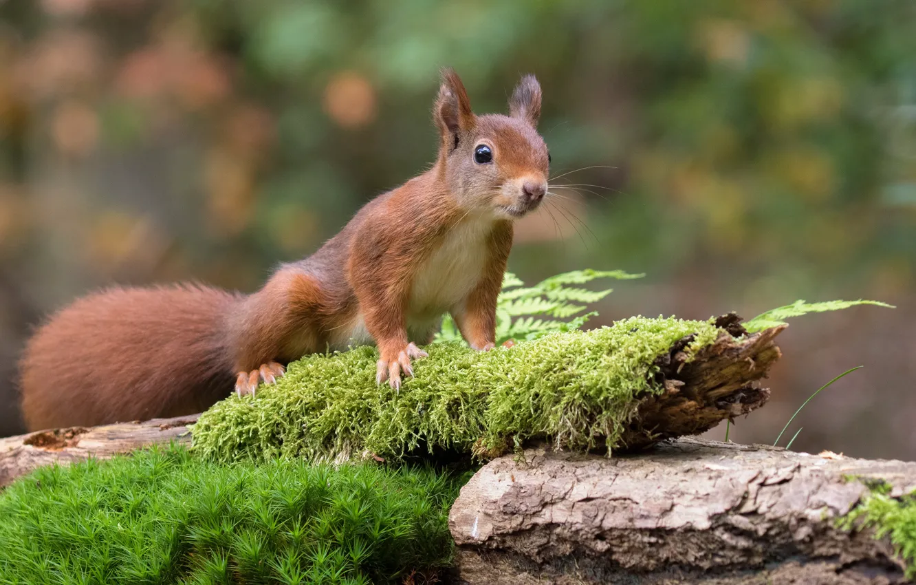 Photo wallpaper greens, forest, pose, background, moss, protein, red, snag