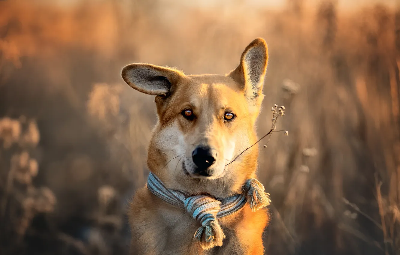Photo wallpaper face, portrait, dog, scarf, ears, bokeh, Elena Samusenkova