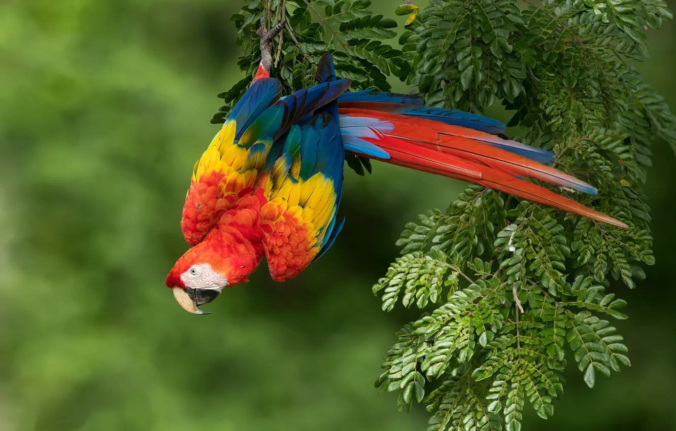 Photo wallpaper branches, bird, parrot, bokeh, Red macaw