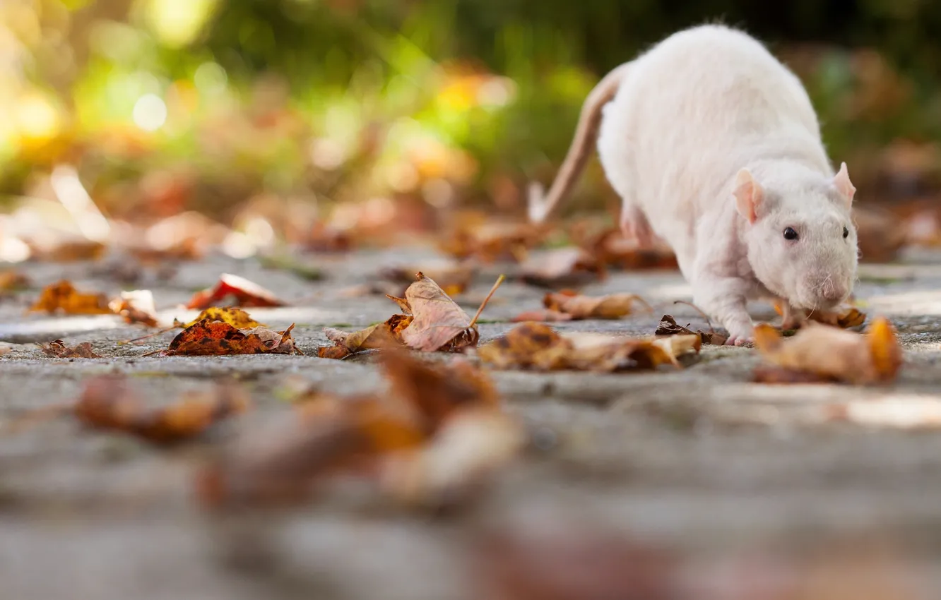 Photo wallpaper leaves, rat, rodent, rat