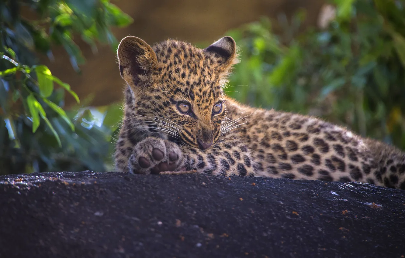 Photo wallpaper baby, leopard, lies, cub