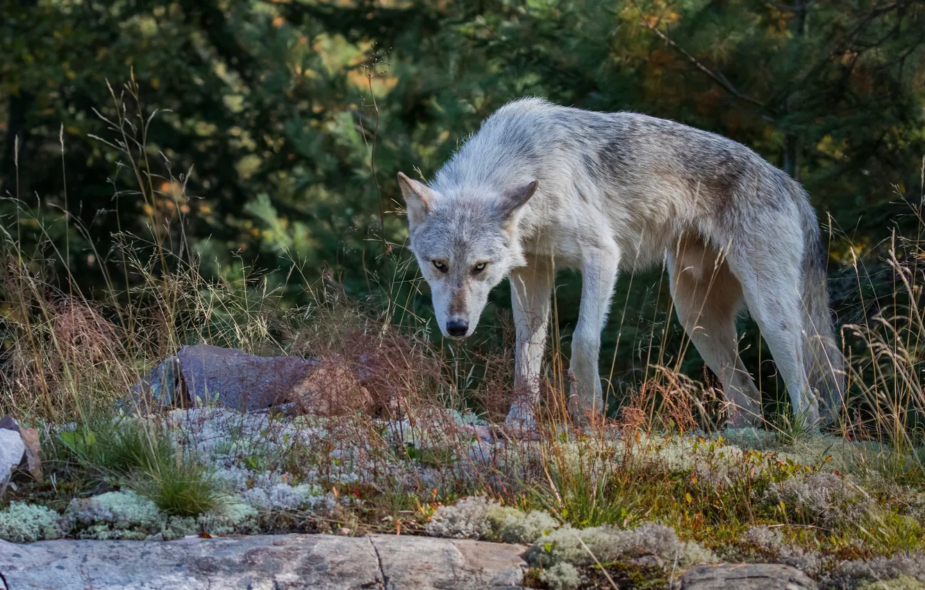 Photo wallpaper forest, grass, look, face, nature, pose, stones, grey
