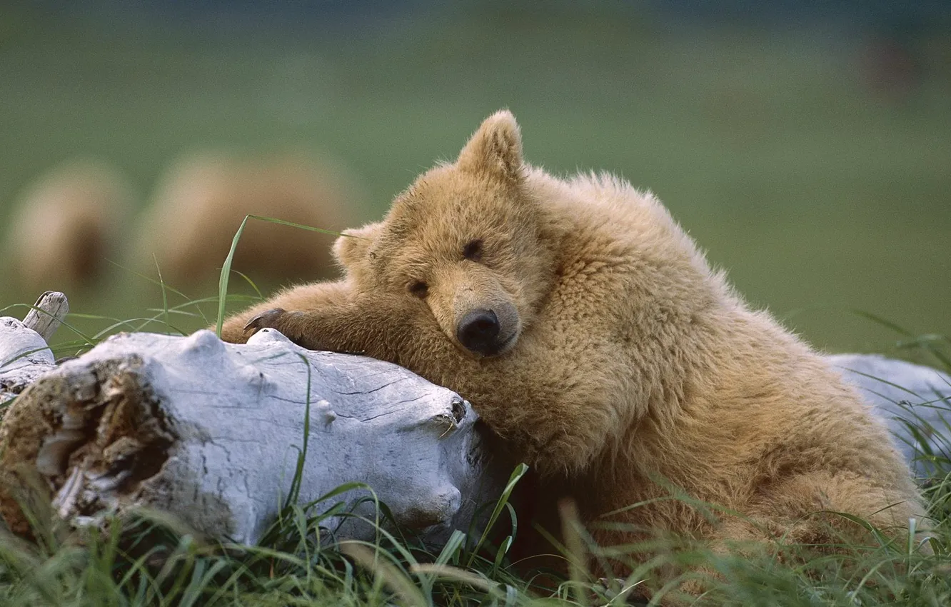 Photo wallpaper Bear, Alaska, Sleeping