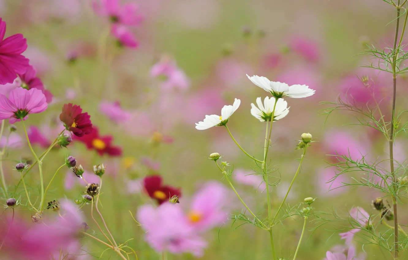 Photo wallpaper field, grass, flowers, meadow, kosmeya