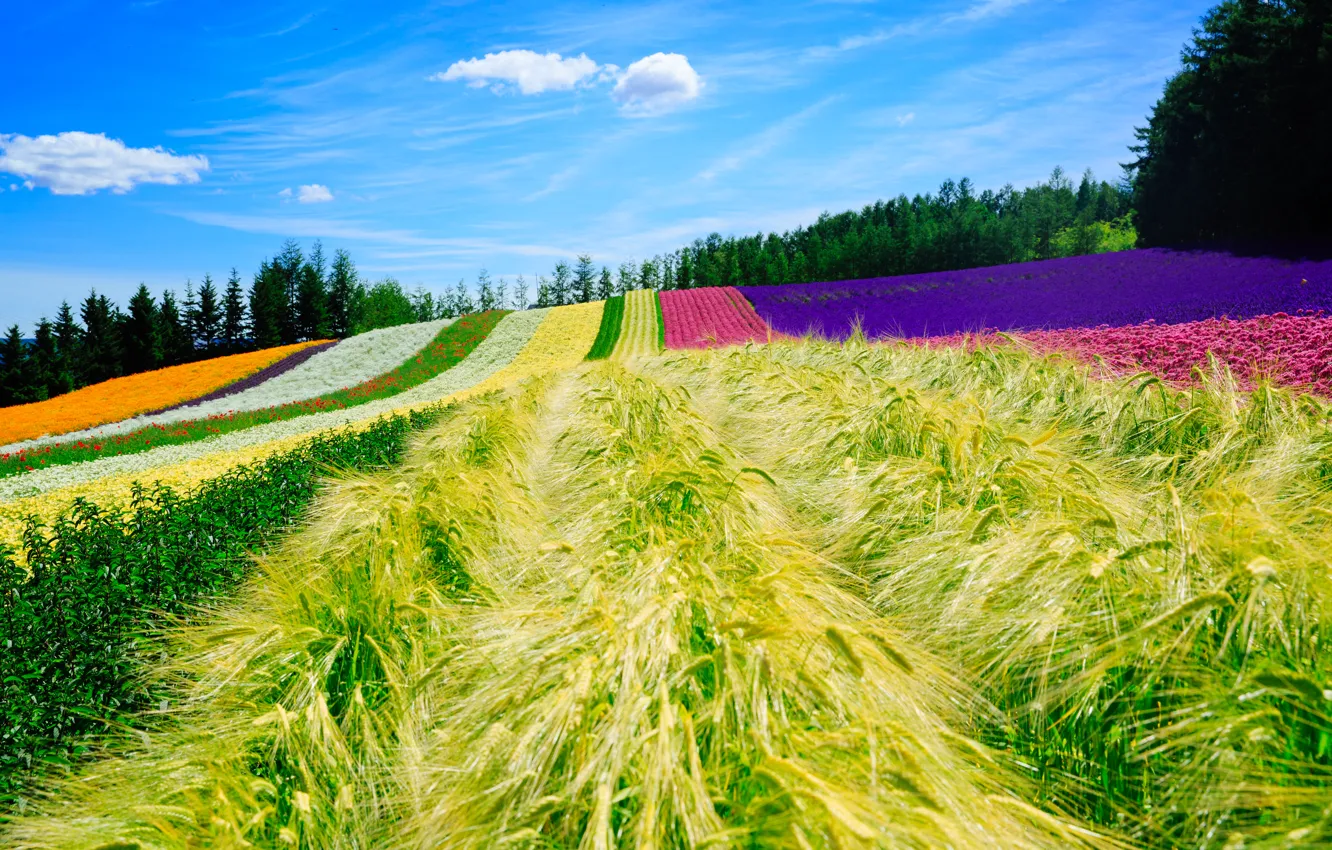 Photo wallpaper field, summer, the sky, nature