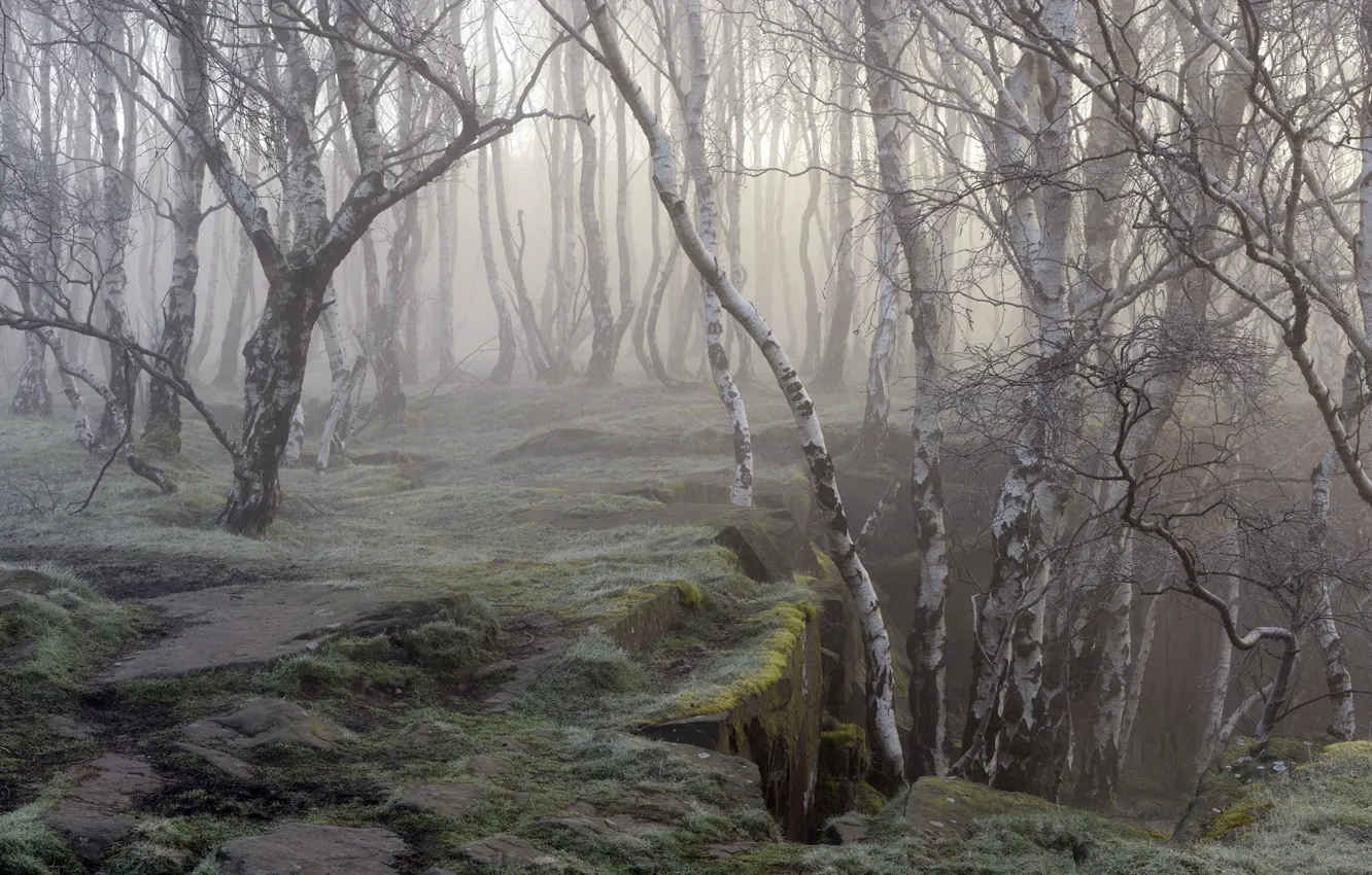 Photo wallpaper forest, trees, nature, fog, moss, birch