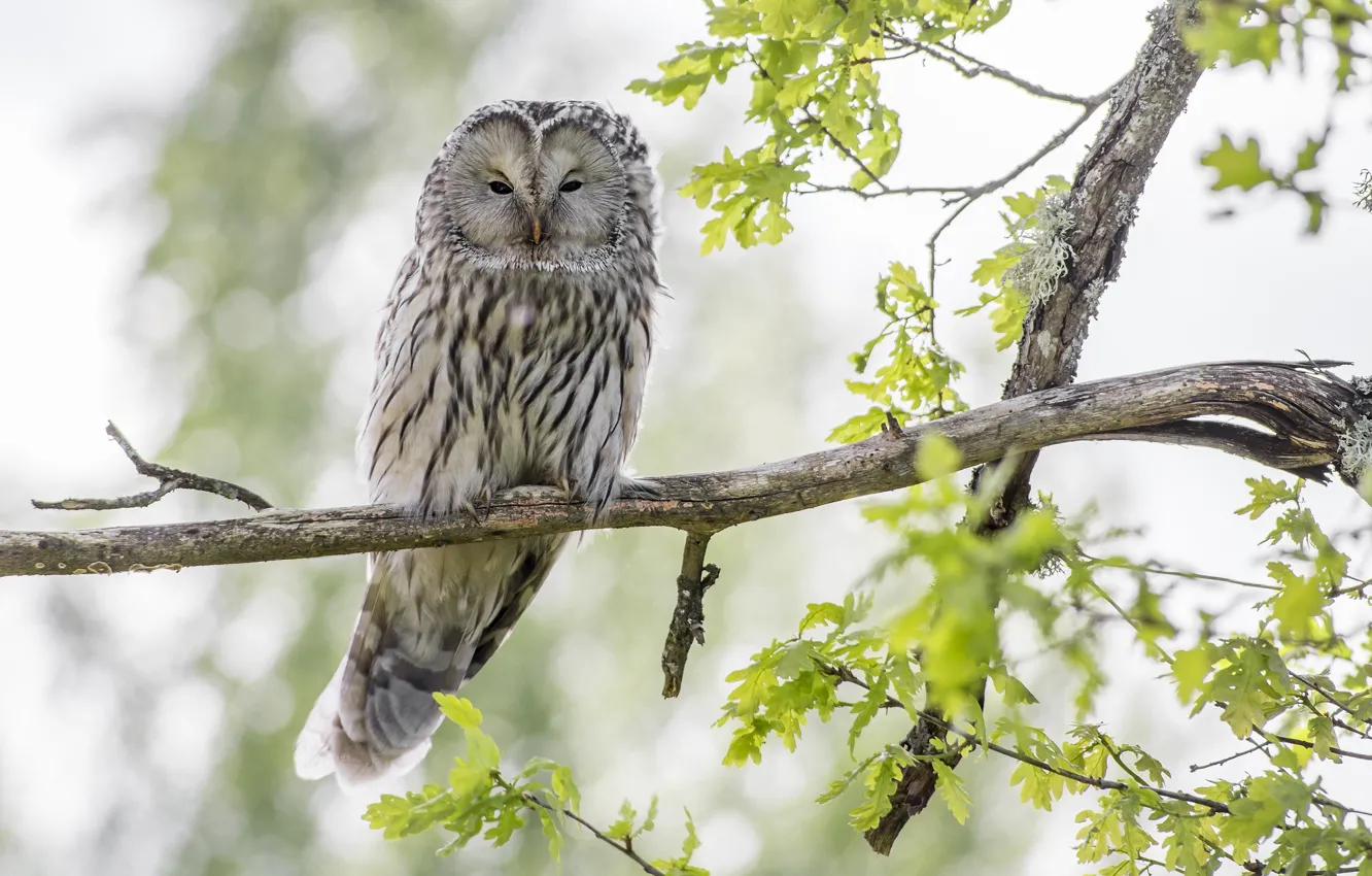 Photo wallpaper leaves, branches, owl, bird, bokeh, owl