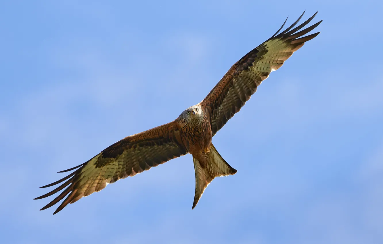 Wallpaper birds, wings, flight, kite, red kite for mobile and desktop ...