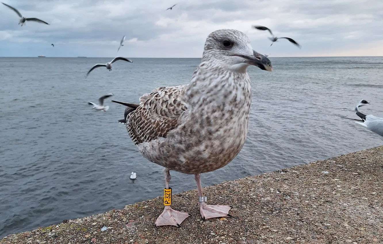 Photo wallpaper Sea, Rybitwa, ring