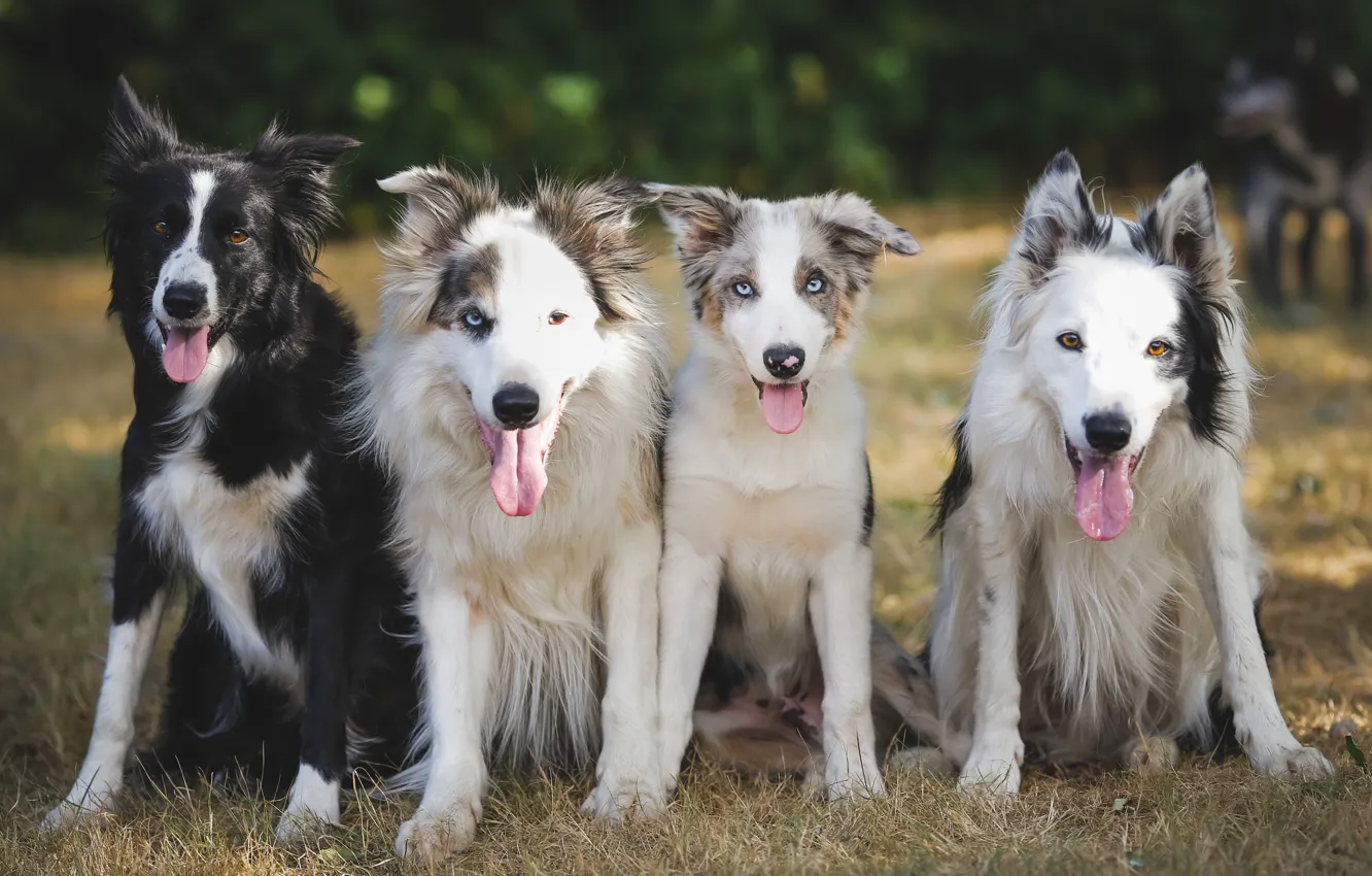Photo wallpaper dogs, friends, Quartet