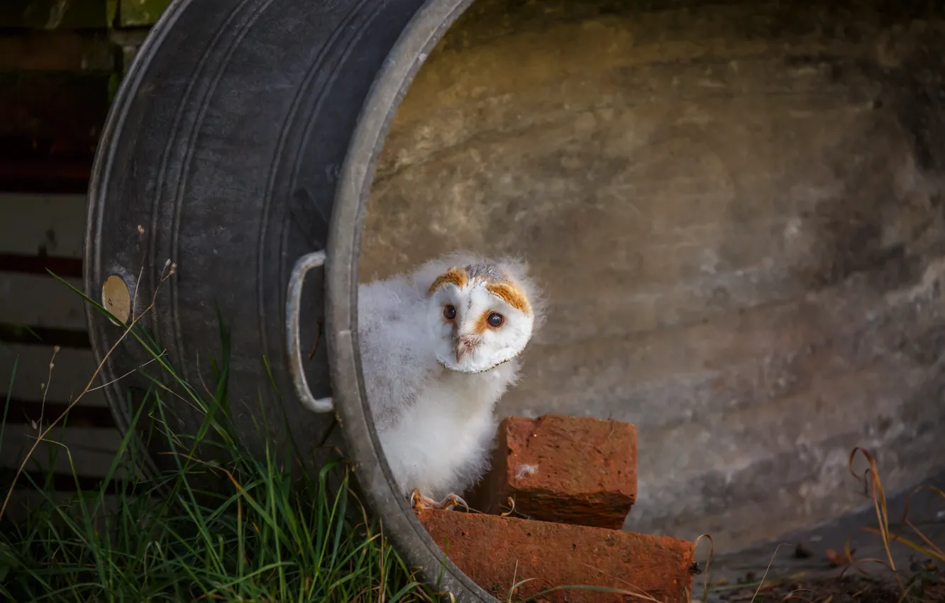 Photo wallpaper grass, owl, bird, brick, barrel, Chicks, Peeps, the barn owl