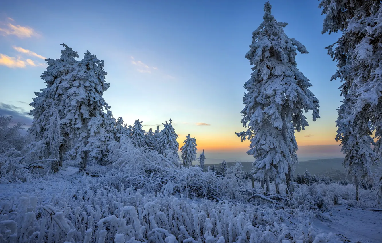 Photo wallpaper winter, forest, snow, landscape, morning