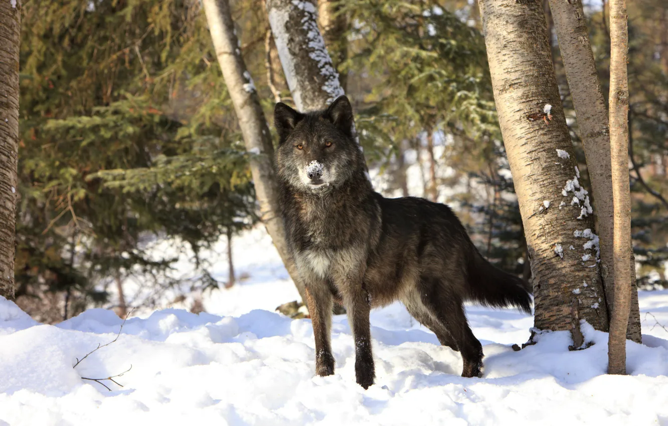 Photo wallpaper winter, forest, snow, wolf