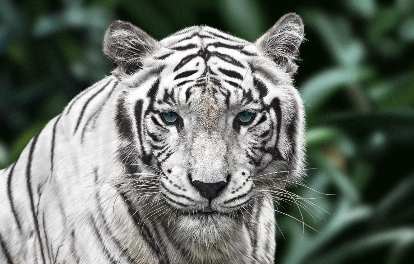Photo wallpaper Tiger, Cat, Eyes, Face, Art, Tiger, Animal, White Tiger