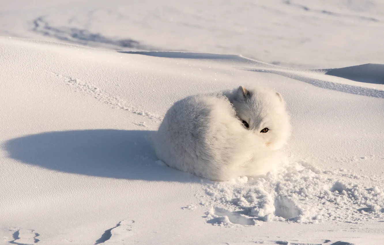 Photo wallpaper winter, white, snow, background, shadow, the snow, lies, Fox