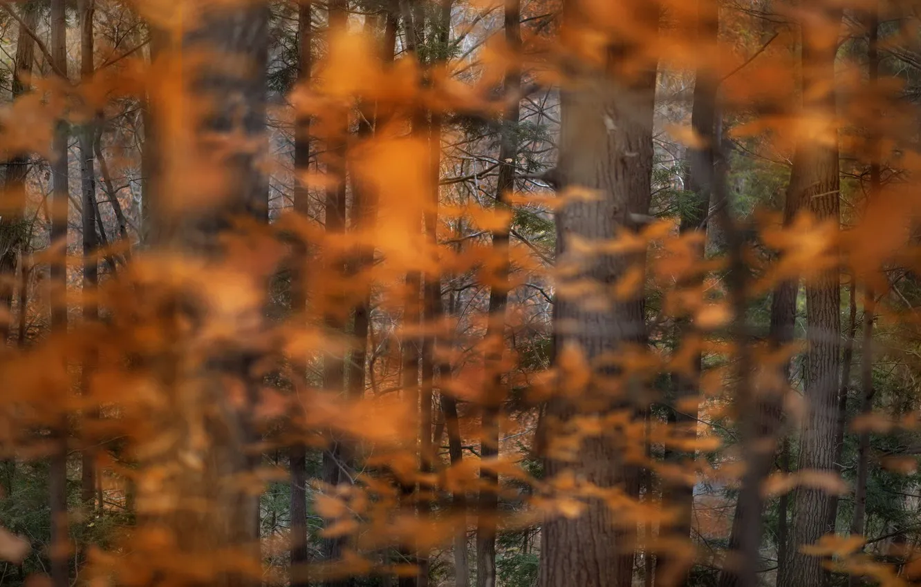 Photo wallpaper autumn, forest, nature