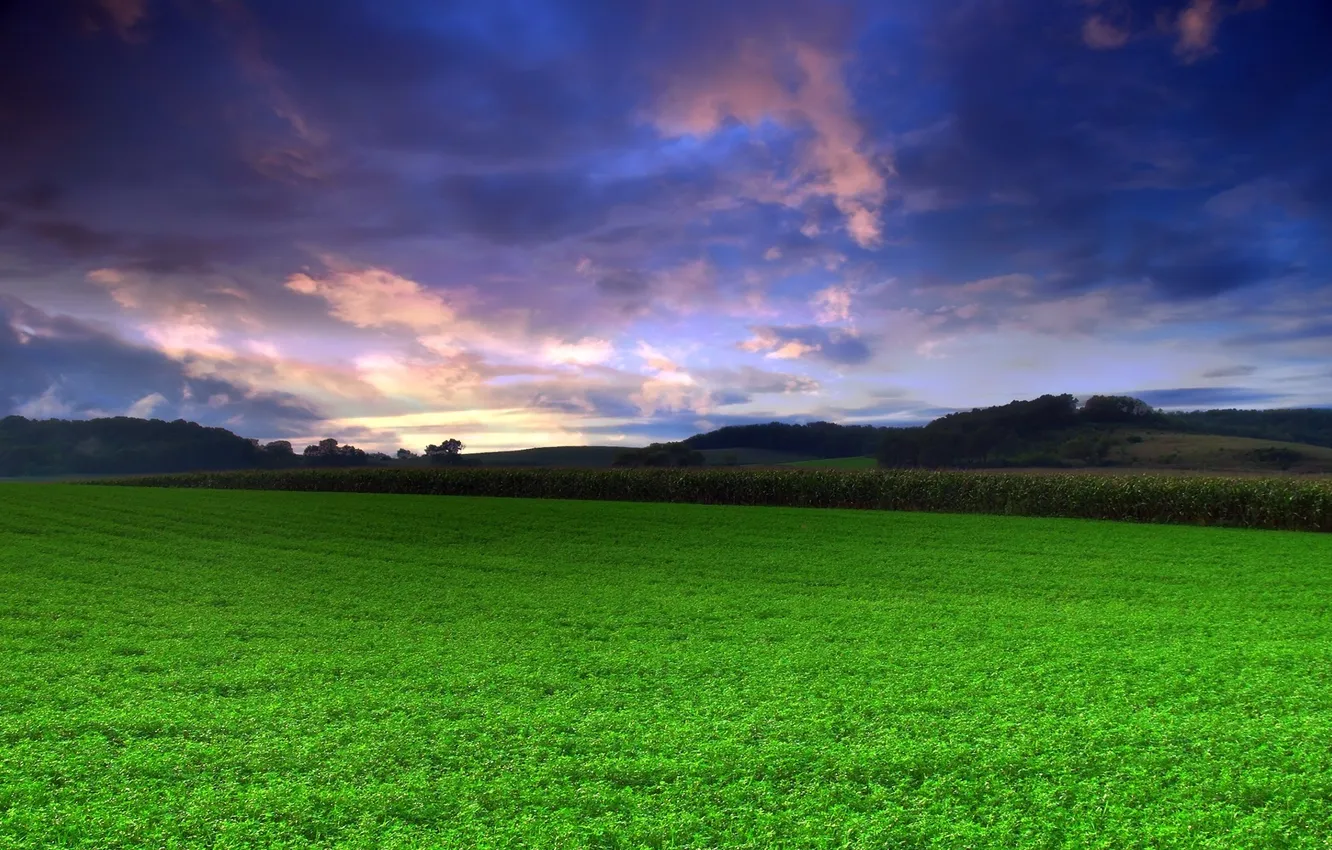 Photo wallpaper field, the sky, grass, nature, photo, landscapes, green
